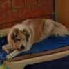 Tulla