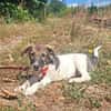 Mowgli, kleiner Hund sucht neue Familie