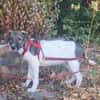 Mowgli, kleiner Hund sucht neue Familie