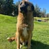 Tyson sucht sein Zuhause