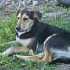 Bonito sucht dich