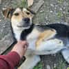 Bonito sucht dich