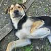 Bonito sucht dich