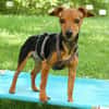 MISS JESSY, treue Begleiterin mit Charme