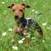 MISS JESSY, treue Begleiterin mit Charme