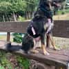 Lille - wundervolle Hundedame