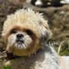 LOTTI