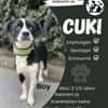 Cuki sucht sein Zuhause