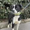 Cuki sucht sein Zuhause