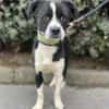 Cuki sucht sein Zuhause