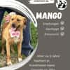 Mango sucht ihr Zuhause