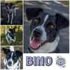BINO -Kuschelbär sucht Herzenszuhause-