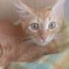 Kleiner Kater Julio möchte mit Dir die Welt entdecken