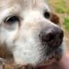 Setter-Mix Sebastian liebt Spaziergänge