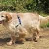 Setter-Mix Sebastian liebt Spaziergänge