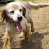 Setter-Mix Sebastian liebt Spaziergänge