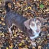 Brownie: nur als Zweithund