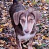 Brownie: nur als Zweithund