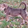 Brownie: nur als Zweithund