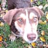 Brownie: nur als Zweithund