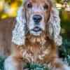 BENNY BUB - bildhübscher Cocker-Senior