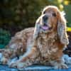 BENNY BUB - bildhübscher Cocker-Senior