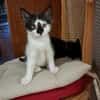 BANDIT