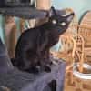 Gemütlicher, lieber Kater Black