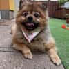Rosie - kleiner Hund und großes Gewicht