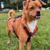 Liebste ♥Luna♥ klein,fein,stubenrein,wartet in 02625 Bautzen