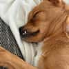 Liebste ♥Luna♥ klein,fein,stubenrein,wartet in 02625 Bautzen