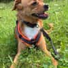 Liebste ♥Luna♥ klein,fein,stubenrein,wartet in 02625 Bautzen