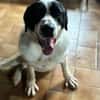 LUCKY - mit einem Herzen aus Gold