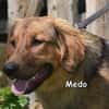 MEDO