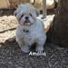 AMALIA