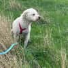 lieber, menschenbezogener Odin auf PS 91459