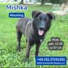 Misha sucht ein liebevolles Zuhause!