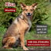 Risa sucht ein liebevolles Zuhause!