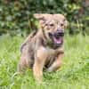 Biene💕menschenbezogenes und hundefreundliches Hundemädchen
