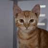 Stanley(en cours d'adoption)