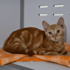 Stanley(en cours d'adoption)