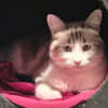 chipie (réservée)