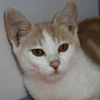 Ozzy (en cours d'adoption)