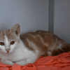 Ozzy (en cours d'adoption)