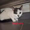 BAGHUERA
