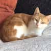 ACHILLE