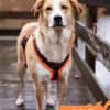 Jas - suche souveräne Partner