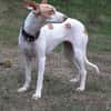 Chira ein Hund der leisen Worte
