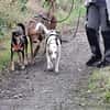 Chira ein Hund der leisen Worte