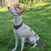 Chira ein Hund der leisen Worte